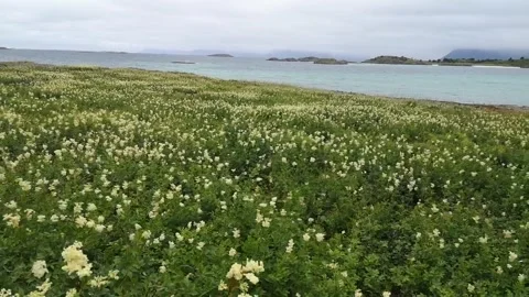 Flowering meadow Stock Footage 167134158