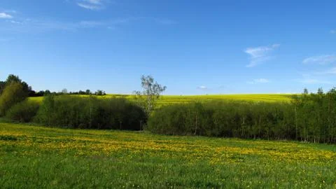 Flowering meadow Stock Photos