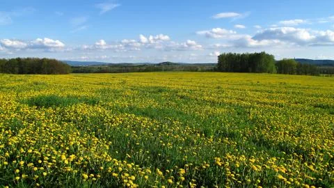 Flowering meadow Stock Photos