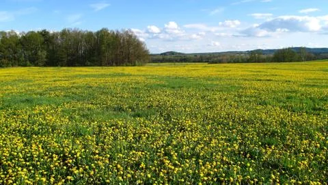 Flowering meadow Foto stock