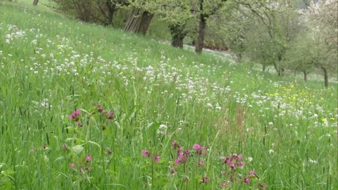 Flowering meadow in spring Stock Footage 268193125