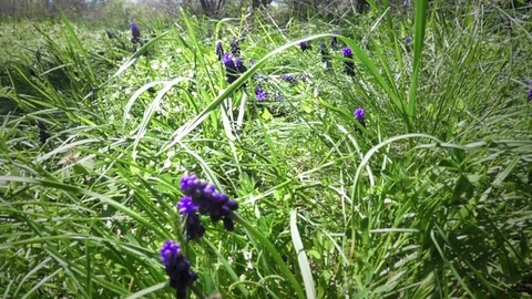 Flowering meadow in the spring. Slow motion. Stock Footage 76188454