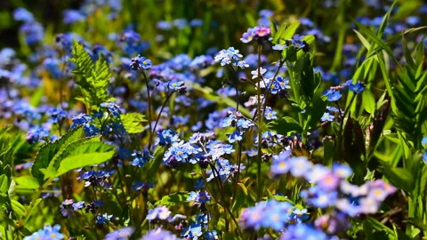 In a flowering meadow, a strong wind sways blue forget-me-not flowers Stock Footage 131215442