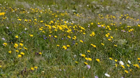 The flowering meadow by the summer wind Stock Footage 25915403