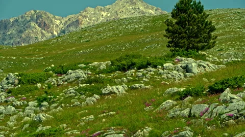 Flowering meadows in front of the Gran Sasso mountain range in Campo Imperatore Stock Footage 246040666