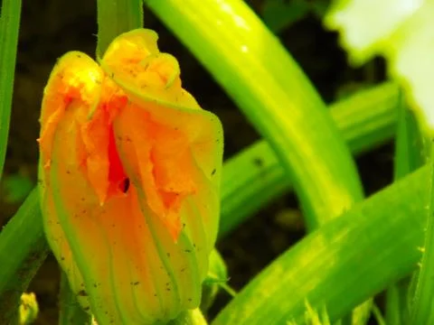 Flowering melon Stock Photos