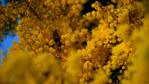 Flowering mimosa. Spring blooming Time. Blurred effect. Video 4K 库存影片 330474028