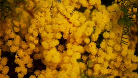 Flowering mimosa in a spring time. Panning 4K Stock Footage 331537041