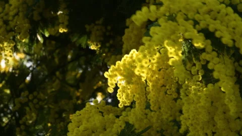 Flowering mimosa tree. Stock Footage 329585383
