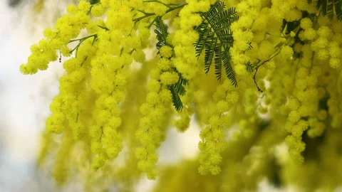 Flowering mimosa tree. 스톡 동영상 329585469