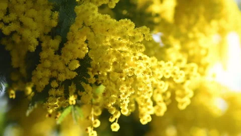 Flowering mimosa tree. Stock Footage 329585589