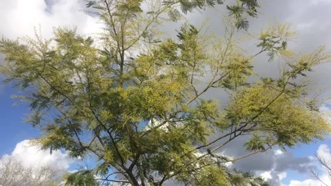 Flowering mimosa tree, moved by the wind Stock Footage 149838325