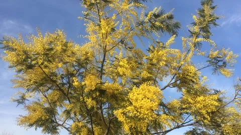 Flowering mimosa tree, moved by the wind Stock Footage 149840254