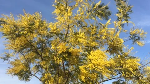 Flowering mimosa tree, moved by the wind Stock Footage 149840669