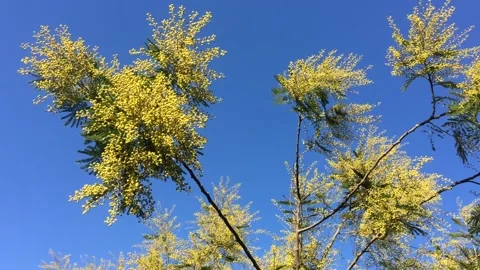 Flowering mimosa tree, moved by the wind. Stock Footage 168819756