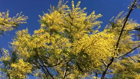 Flowering mimosa tree, moved by the wind Stock Footage 169710710