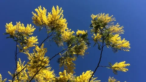 Flowering mimosa tree, moved by the wind Stock Footage 170773952