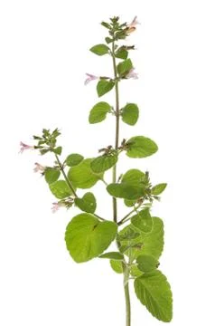 Flowering mint Stock Photos