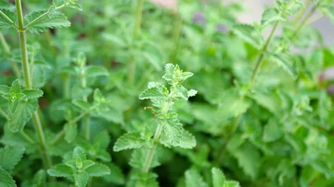 Flowering Mint Plants Stock Footage 135256106