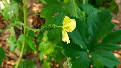  Flowering Momordica charantia .(bitter gourd). Stock Footage 139385553