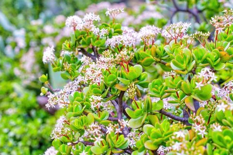 Flowering Money Tree Close-up Stockfoto's