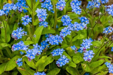 Flowering mongooses, a tiny cute herb of our gardens. Stock Photos