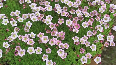 Flowering moss from above Stock Footage 84142311