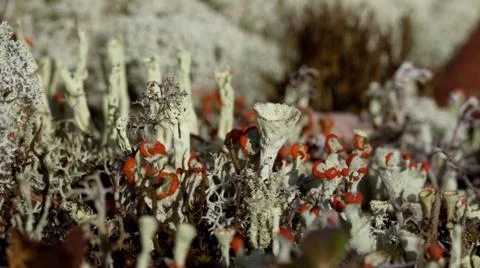 Flowering moss Stock Photos