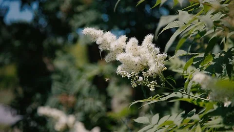 Flowering mountain ash. A bee flies around a flower. Stock Footage 109348386