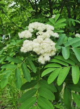 Flowering mountain ash Foto stock