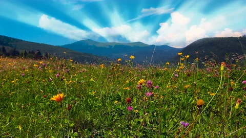 Flowering mountain hills Stock Footage 119958841