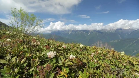 Flowering in the mountains in the spring Stock Footage 73363072