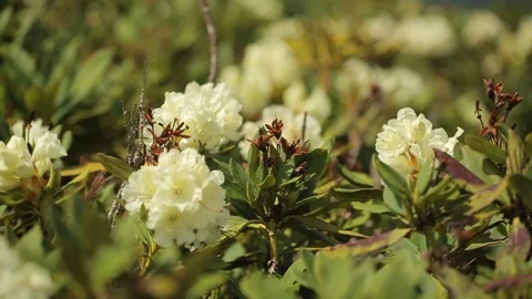 Flowering in the mountains in the spring Stock Footage 73363185