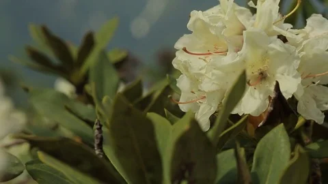 Flowering in the mountains in the spring Stock Footage 73363299