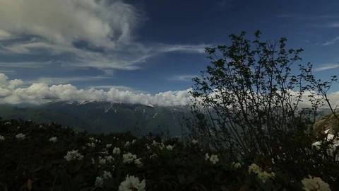 Flowering in the mountains in the spring Stock Footage 73363748