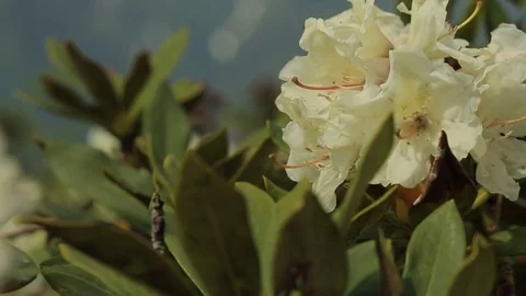 Flowering in the mountains in the spring Stock Footage 74414880