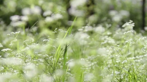 Flowering mush Stock Footage 76003886