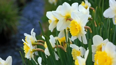 Flowering narcissus. Stock Footage 87192870