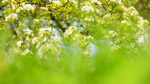 Flowering nature background. Stock Footage 75131548