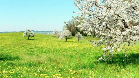 Flowering of nature Stock Footage 130445521