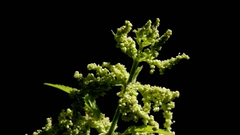 Flowering nettle Stock Footage 133294563