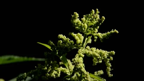 Flowering nettle 스톡 동영상 133295053
