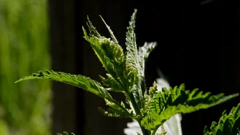Flowering nettle Stock Footage 252614692