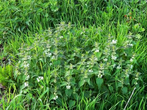 Flowering nettle spring close-up Stock Photos