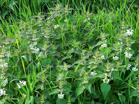 Flowering nettle spring close-up Stock Photos