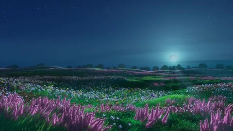 Flowering night meadow Stock Footage 339244923