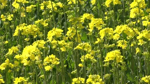Flowering oilseed rapeseed Video stock 196465045