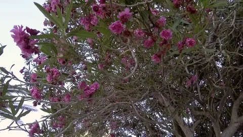 Flowering oleander tree Stock Footage 81007363