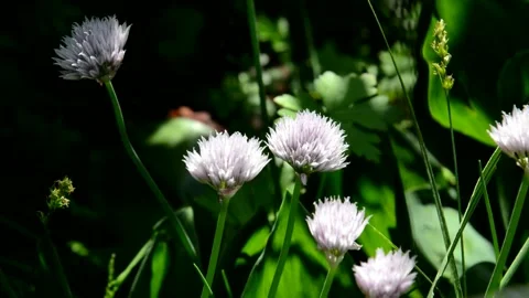 Flowering onion chive Stock Footage 133288556