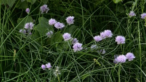 Flowering onion chive Stock Footage 133288780
